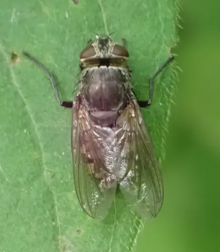 Pollenia viatica