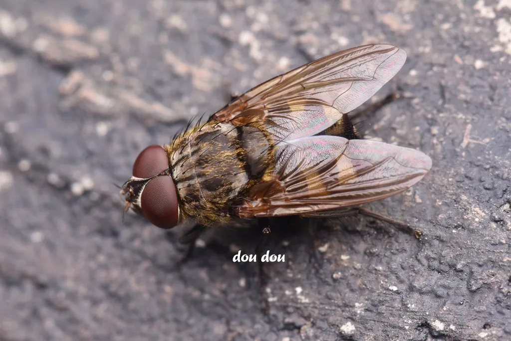 Polleniidae - photo 3