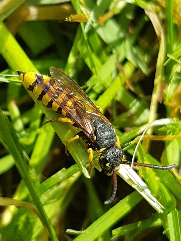 Polochrum elegans - photo 2