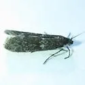 Polopeustis arctiella - Hodges#5784