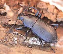 Polopinus nitidus
