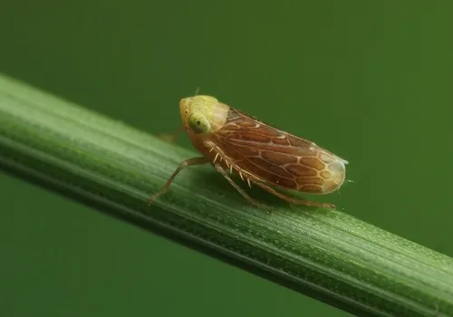 Polyamia apicata