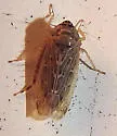 Polyamia caperata