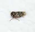 Polyamia obtecta - photo 2
