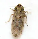 Polyamia obtecta - photo 4