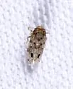 Polyamia satur