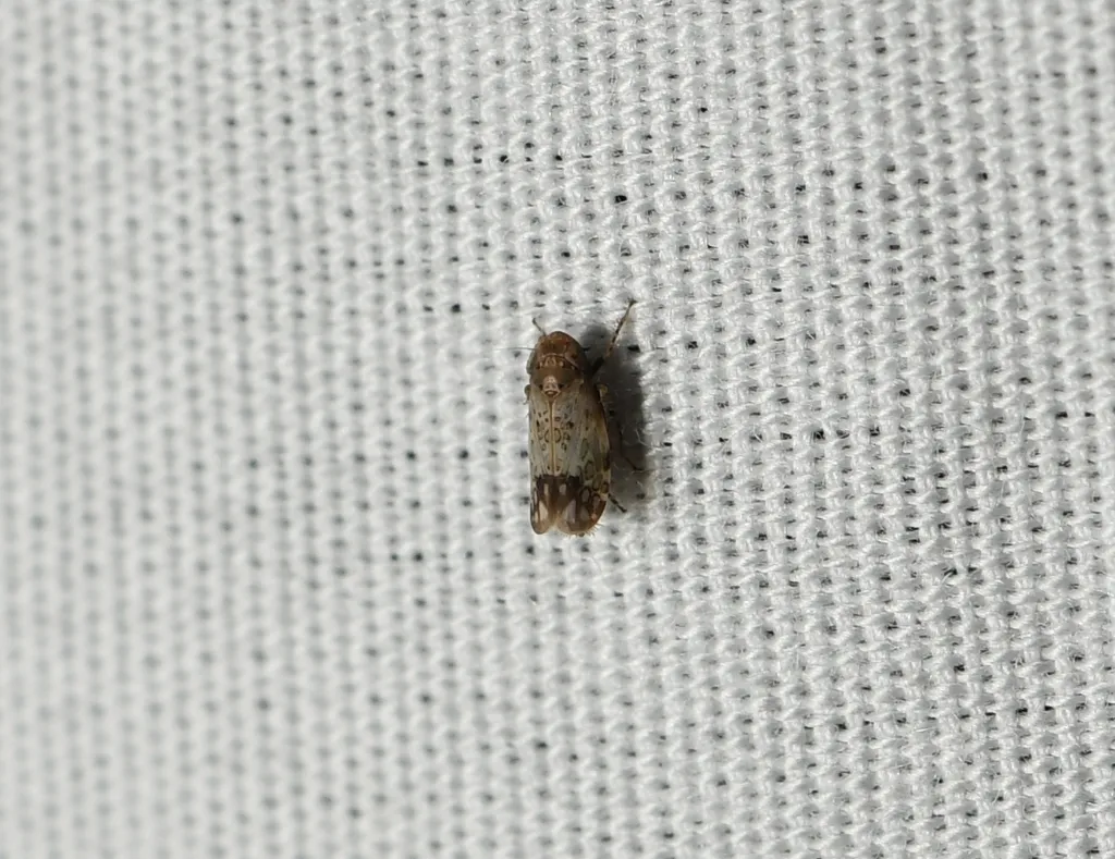 Polyamia tantilla - photo 2