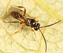Polyaulon erythropa - photo 3