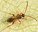 Polyaulon erythropa - photo 4