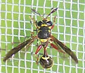 Polybiomyia bellardii