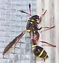 Polybiomyia bellardii - photo 2