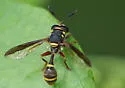 Polybiomyia bellardii - photo 3