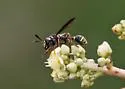 Polybiomyia bellardii - photo 4