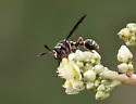 Polybiomyia bellardii - photo 5