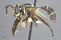 Polybiomyia engelhardti