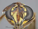 Polybiomyia engelhardti - photo 2