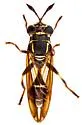Polybiomyia engelhardti - photo 3