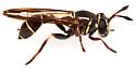 Polybiomyia engelhardti - photo 4