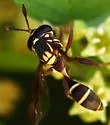 Polybiomyia macquarti - Polybiomyia macquarti