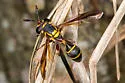 Polybiomyia macquarti - photo 2