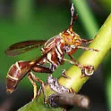 Polybiomyia schnablei