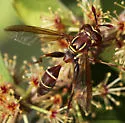 Polybiomyia schnablei - photo 3