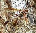 Polybiomyia schnablei - photo 5