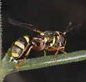 Polybiomyia townsendi