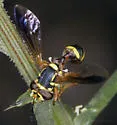 Polybiomyia townsendi - photo 2