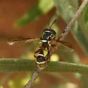 Polybiomyia townsendi - photo 3