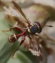 Polybiomyia townsendi - photo 4