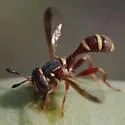 Polybiomyia townsendi - photo 5