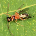 Polyblastus fulvilinealis - photo 2