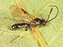 Polyblastus stenocentrus