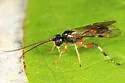 Polyblastus tibialis - photo 2