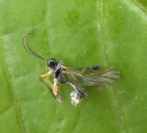 Polyblastus wahlbergi
