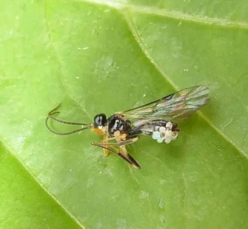 Polyblastus wahlbergi - photo 2
