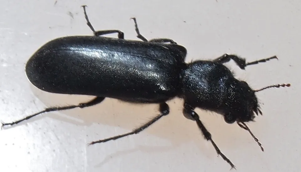 Black Polycaon - photo 2