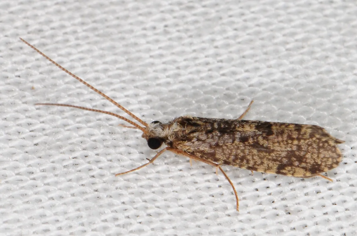 Tube-maker Caddisflies - photo 3