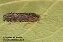 Polycentropus arizonensis