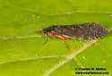 Polycentropus arizonensis - photo 3