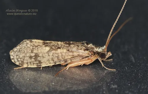Polycentropus cinereus