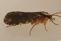 Polycentropus denningi