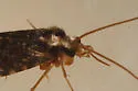 Polycentropus denningi - photo 2