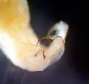 Polycentropus denningi - photo 5