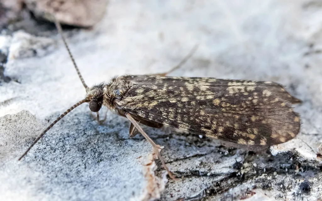 Polycentropus flavomaculatus - photo 2