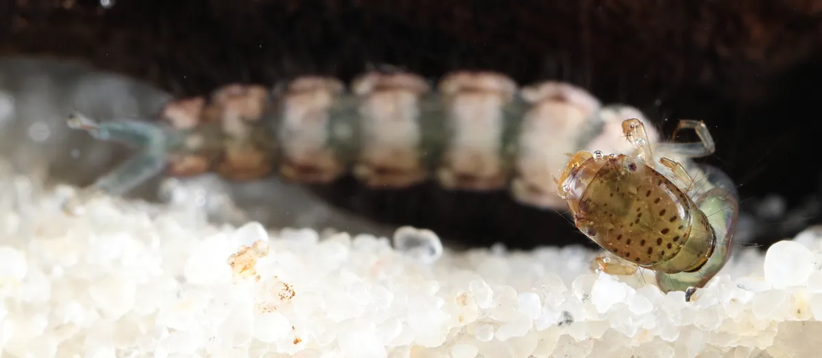 Polycentropus irroratus - photo 3