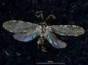 Polycentropus variegatus
