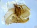Polycentropus variegatus - photo 2