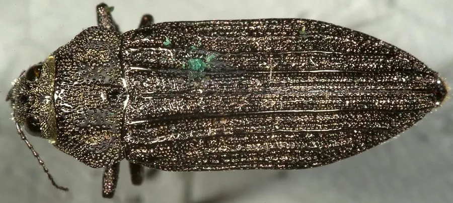 Polycesta californica - photo 2